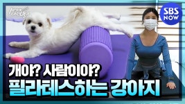 #순간포착세상에이런일이 #WhatonEarth! | SBS NOW - kakaoTV 전생에... 걷는 강아지가 있다!? #순간포착세상에이런일이 #WhatonEarth! | SBS NOW