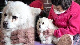 마음 닫았던 아롱이, 드디어 할머니와 거리 좁히기♡ - kakaoTV 마음 닫았던 아롱이, 드디어 할머니와 거리 좁히기♡