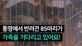 통영에서 반려견 85마리가 가족을 기다리고 있습니다 - kakaoTV 통영에서 반려견 85마리가 가족을 기다리고 있습니다