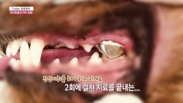 Today 동물병원 - 반려동물의 치아 질환 - kakaoTV Today 동물병원 - 반려동물의 치아 질환