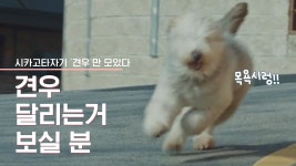 탈주각 재는 견우🐕 목욕하다 뛰쳐나가는거 보고가시개 | #디글 #동글동글 - kakaoTV 탈주각 재는 견우🐕 목욕하다 뛰쳐나가는거 보고가시개... 