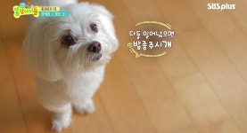 양동근네 똥강아지 첫째 미키입니다~ - kakaoTV 양동근네 똥강아지 첫째 미키입니다~