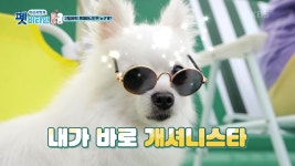 귀염 뽀짝 포메리니안은 누구개? - kakaoTV 귀염 뽀짝 포메리니안은 누구개?