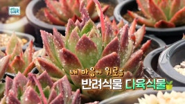 내 마음에 위로를, 반려식물 다육식물 - kakaoTV 내 마음에 위로를, 반려식물 다육식물