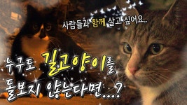 ＃cat ＃캣대디 ＃캣맘 ＃고양이 ＃길고양이 누구도 길고양이를 돌보지 않는다면...? - kakaoTV ＃cat ＃캣대디 ＃캣맘 ＃고양이 ＃길고양이... 