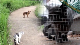 창녕 낙동강변, 유기된 품종묘 ‘10마리와 떠돌이견’ 구조! - kakaoTV 창녕 낙동강변, 유기된 품종묘 ‘10마리와 떠돌이견’ 구조!