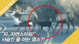 ＂자..자연스러워!＂ 사슴인 줄 아는 염소?! - kakaoTV ＂자..자연스러워!＂ 사슴인 줄 아는 염소?!