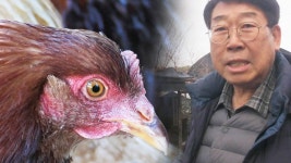 죽음의 닭장 미스터리! 닭들이 서로 공격했던 이유 - kakaoTV 죽음의 닭장 미스터리! 닭들이 서로 공격했던 이유