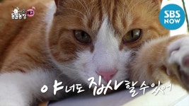 [TV 동물농장] Ep.958 예고 묘심을 사로잡는 방법 / Animal... [TV 동물농장] Ep.958 예고 묘심을 사로잡는 방법... 