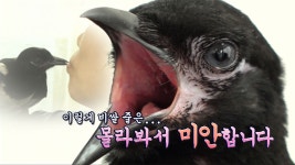 이 동네 핵인싸(?)는 나야! 수상한 까치 ‘길조’의 폭풍애교♡ - kakaoTV 이 동네 핵인싸(?)는 나야! 수상한 까치 ‘길조’의 폭풍애교♡