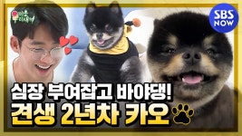 [미운 우리 새끼] 견생 2년차 카오! 심장 부여잡고... 2년차 카오! 심장 부여잡고 바야댕! / My Little Old Boy Special | SBS... 