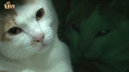 조강지처 버린 베놈의 위기 - kakaoTV 조강지처 버린 베놈의 위기