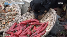 매운 고추를 먹은 먹보의 반응! - kakaoTV 매운 고추를 먹은 먹보의 반응!