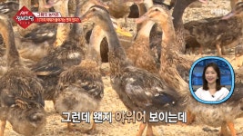 천연 유황과 약재를 먹고 자라는 특별한 오리! - kakaoTV 천연 유황과 약재를 먹고 자라는 특별한 오리!