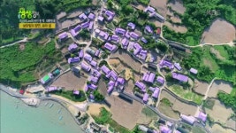 온통 보라색으로 물든 섬! 보랏빛의 향연, 보라 섬 - kakaoTV 온통 보라색으로 물든 섬! 보랏빛의 향연, 보라 섬