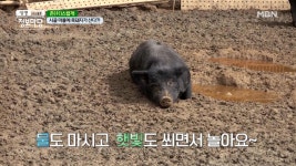 꿀꿀꿀~흑돼지의 건강한 먹을거리（＾ω＾） MBN 210401 방송 - kakaoTV 꿀꿀꿀~흑돼지의 건강한 먹을거리（＾ω＾） MBN 210401 방송