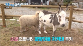 양과 노새가 사랑에 빠졌다...? - kakaoTV 양과 노새가 사랑에 빠졌다...?