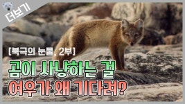 [북극곰 더보기] 여우가 왜...? 북극곰이 사냥하기를 기다리는 북극여우! - kakaoTV [북극곰 더보기] 여우가 왜...? 북극곰이 사냥하기를 기다리는... 