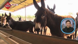 농장에 퍼지는 이 괴성의 정체는? - kakaoTV 농장에 퍼지는 이 괴성의 정체는?