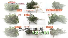 나른한 몸을 깨운다! 산야초 밥상~ - kakaoTV 나른한 몸을 깨운다! 산야초 밥상~