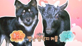 시골 마을에서 펼쳐진 ‘강아지♥염소’의 러브 스토리! - kakaoTV 시골 마을에서 펼쳐진 ‘강아지♥염소’의 러브 스토리!