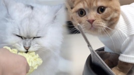 집사들을 괴롭게 하는 ‘집착냥’ 쿠키와 웅이의 이색 취향! - kakaoTV 집사들을 괴롭게 하는 ‘집착냥’ 쿠키와 웅이의 이색 취향!