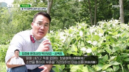 독특한 향기 품은 여름 약초! 삼백초 - kakaoTV 독특한 향기 품은 여름 약초! 삼백초