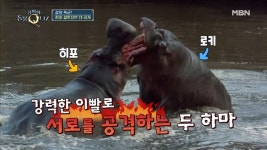 이 강 짱이 누구야?! 하마의 결투 장면 대공개♨ - kakaoTV 이 강 짱이 누구야?! 하마의 결투 장면 대공개♨