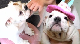 ‘과체중犬’ 메리의 비만 탈출 도전! (ft. 메리의 100일 파티) - kakaoTV ‘과체중犬’ 메리의 비만 탈출 도전! (ft. 메리의 100일 파티)