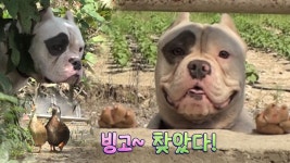 진성 덕(duck)후 ‘뭉치’의 소름 돋는 오리 찾기! - kakaoTV 진성 덕(duck)후 ‘뭉치’의 소름 돋는 오리 찾기!