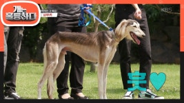 세상에서 가장 우아한 견종 살루키!! - kakaoTV 세상에서 가장 우아한 견종 살루키!!