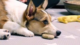 [반려견의 식탁] 돌 먹는 犬 ‘달레’를 위한 해결책! - kakaoTV [반려견의 식탁] 돌 먹는 犬 ‘달레’를 위한 해결책!