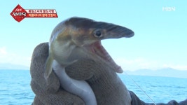여름바다의 황제 갯장어 - kakaoTV 여름바다의 황제 갯장어