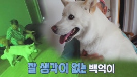 제발 잠 좀 자개! 불면증에 시달리는 ‘백억이’ - kakaoTV 제발 잠 좀 자개! 불면증에 시달리는 ‘백억이’
