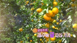 귤림추색, 제주에 귤 따러 가자 - kakaoTV 귤림추색, 제주에 귤 따러 가자
