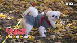 [펫츠고 댕댕트립] 5회 예고 - kakaoTV [펫츠고 댕댕트립] 5회 예고
