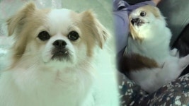 우리 희망이가 달라졌어요~ 불안감을 없애고 얌전해진 희망이! - kakaoTV 우리 희망이가 달라졌어요~ 불안감을 없애고 얌전해진 희망이!