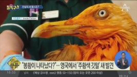 [핫플] “봉황이 나타났다?”…영국에서 ‘주황색 깃털’ 새 발견 - kakaoTV [핫플] “봉황이 나타났다?”…영국에서 ‘주황색 깃털’ 새 발견