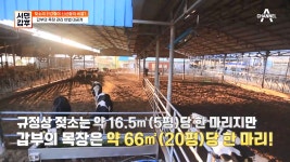 ※젖소의 건강함이 신선함의 비결※ 갑부의 세심한 목장 관리 비법 - kakaoTV ※젖소의 건강함이 신선함의 비결※ 갑부의 세심한 목장 관리 비법