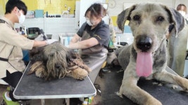 드디어!! 6년 만에 털 제거한 복실이의 화려한 변신★ - kakaoTV 드디어!! 6년 만에 털 제거한 복실이의 화려한 변신★