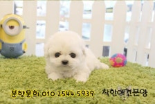 미니 비숑프리제 분양 [착한애견분양] 수원 강아지분양 , 분당 , 동탄... 비숑프리제 분양 [착한애견분양] 수원 강아지분양 , 분당 , 동탄 ,안양