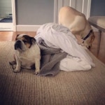 잉글리시 불독 부부 사이에 담 쌓고 사는 중 ㅋㅋ - kakaoTV 잉글리시 불독 부부 사이에 담 쌓고 사는 중 ㅋㅋ