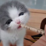 맘마 먹는 아기 고양이 심쿵해♥ - kakaoTV 맘마 먹는 아기 고양이 심쿵해♥