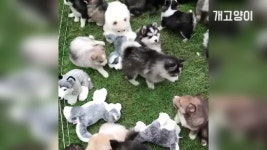 아기 강아지 천국 완전 개심쿵 ㅠㅠ Baby dog heaven so cute - kakaoTV 아기 강아지 천국 완전 개심쿵 ㅠㅠ Baby dog heaven so cute
