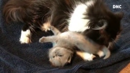 엄마 고양이의 아기 사랑  오구오구 내 새끼~  심쿵 😻 Mom... 아기 사랑  오구오구 내 새끼~  심쿵 😻 Mom loves Baby Cat