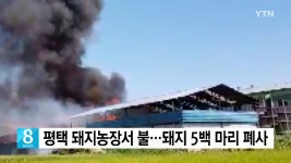 평택 돼지농장서 불..돼지 5백 마리 폐사 - kakaoTV 평택 돼지농장서 불..돼지 5백 마리 폐사