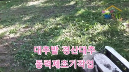 대추밭_동력제초기 성능20190811 - kakaoTV 대추밭_동력제초기 성능20190811