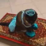 날으는 양탄자 타고 세계일주 중인 고양이 - kakaoTV 날으는 양탄자 타고 세계일주 중인 고양이