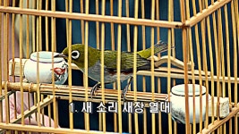 카나리아 새장 정글 새소리 3개 - kakaoTV 카나리아 새장 정글 새소리 3개