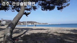 1박2일 여행코스 꼭 가볼 곳 추천으로 바다여행 관성솔밭해변 - kakaoTV 경주 1박2일 여행코스 꼭 가볼 곳 추천으로  바다여행 관성솔밭해변 